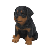 Load image into Gallery viewer, Rottweiler Puppy