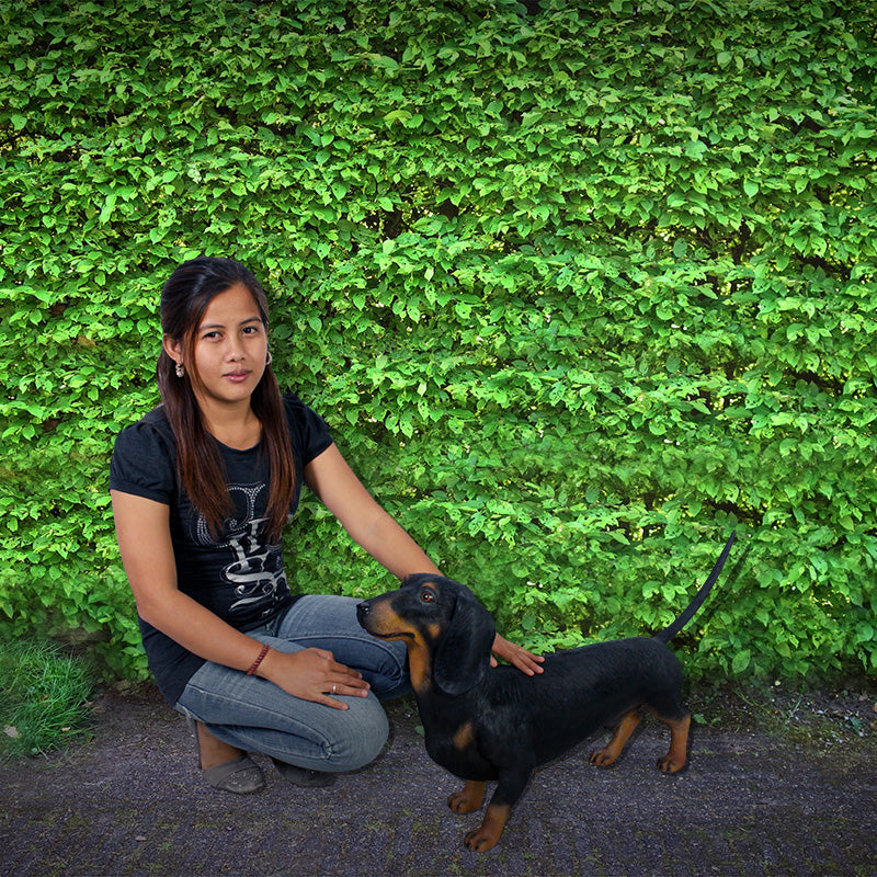 Made to Order: Dachshund