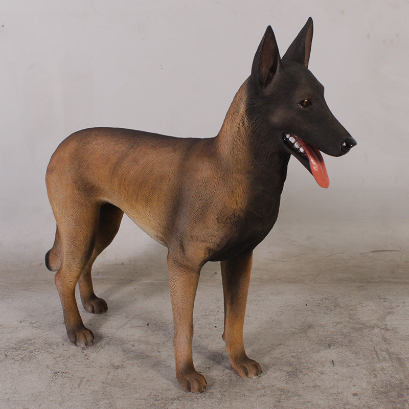 Made to Order: Belgian Malinois