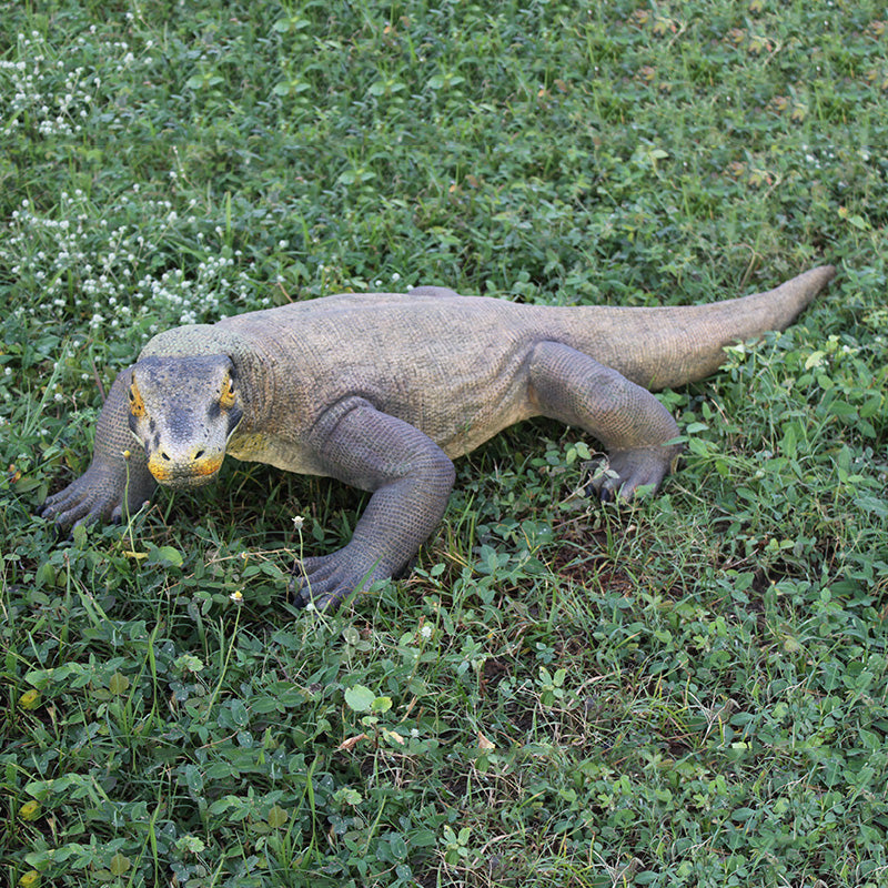 PH Studio: Komodo Dragon - MOQ 3