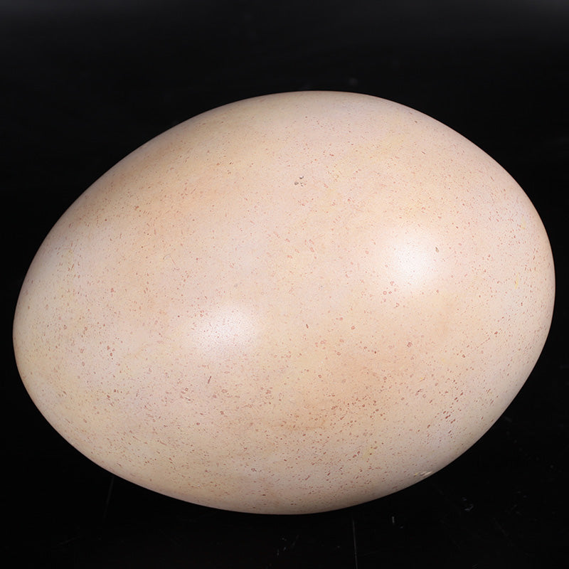 Made to Order: Sauropod Egg 9