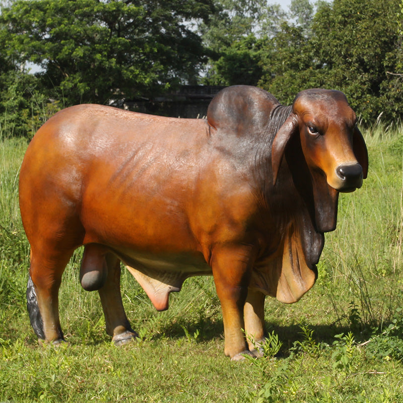 Made to Order: Brahman Bull (not in AUS)