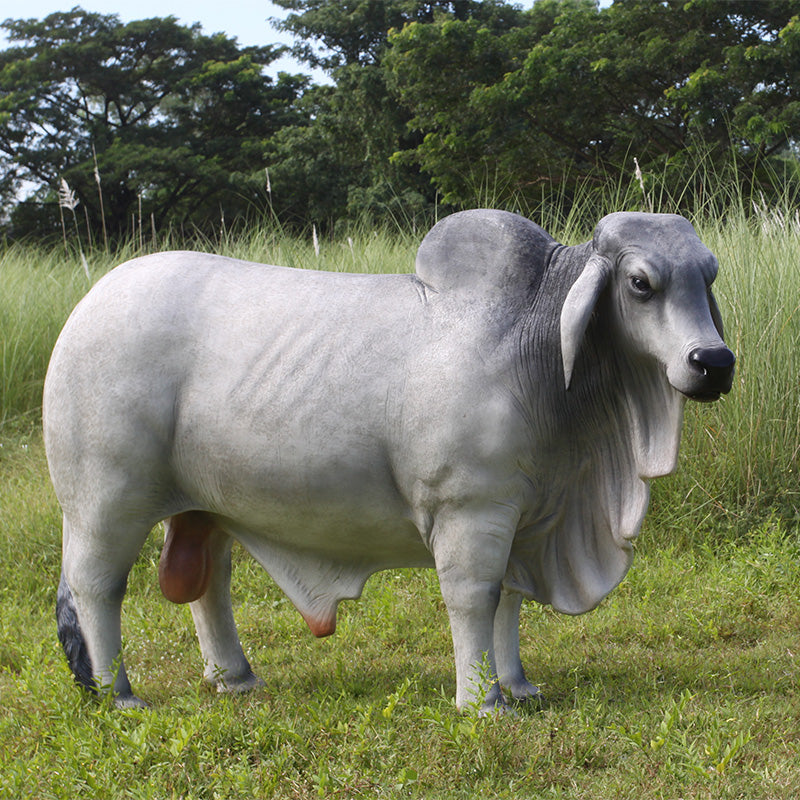 Made to Order: Brahman Bull (not in AUS)
