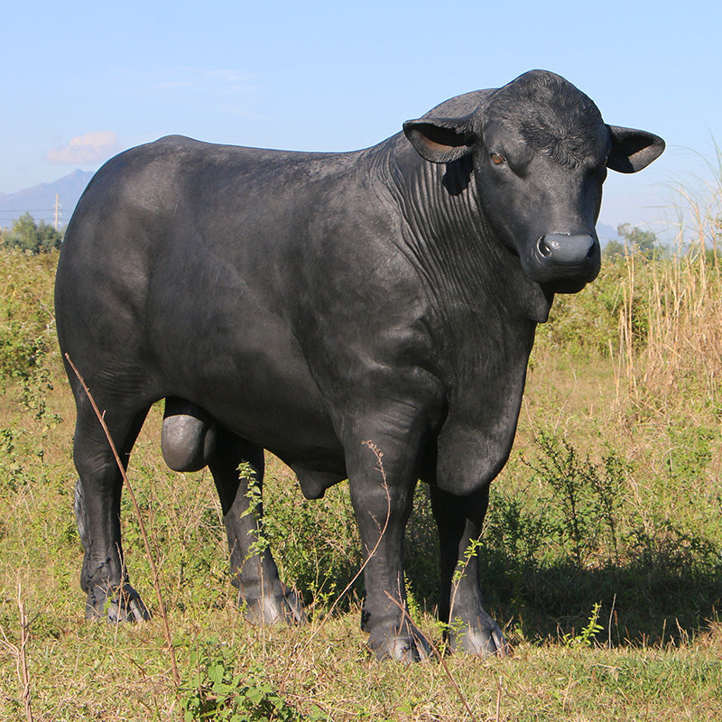 Made to Order: Angus Bull (Not in AUS/NewZealand)