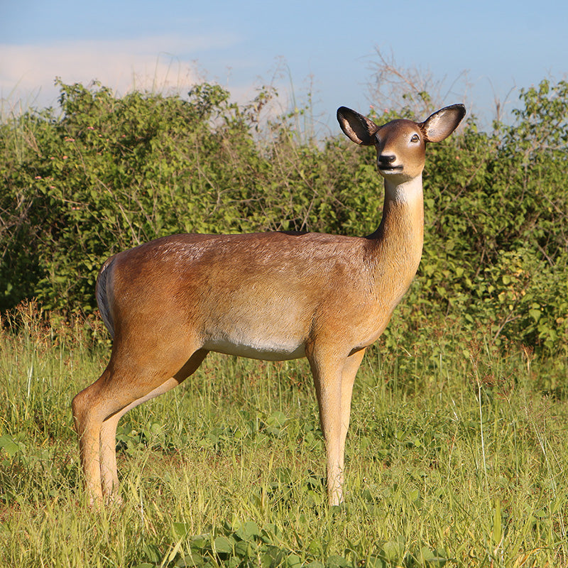 Made to Order: White-Tailed Deer - Doe
