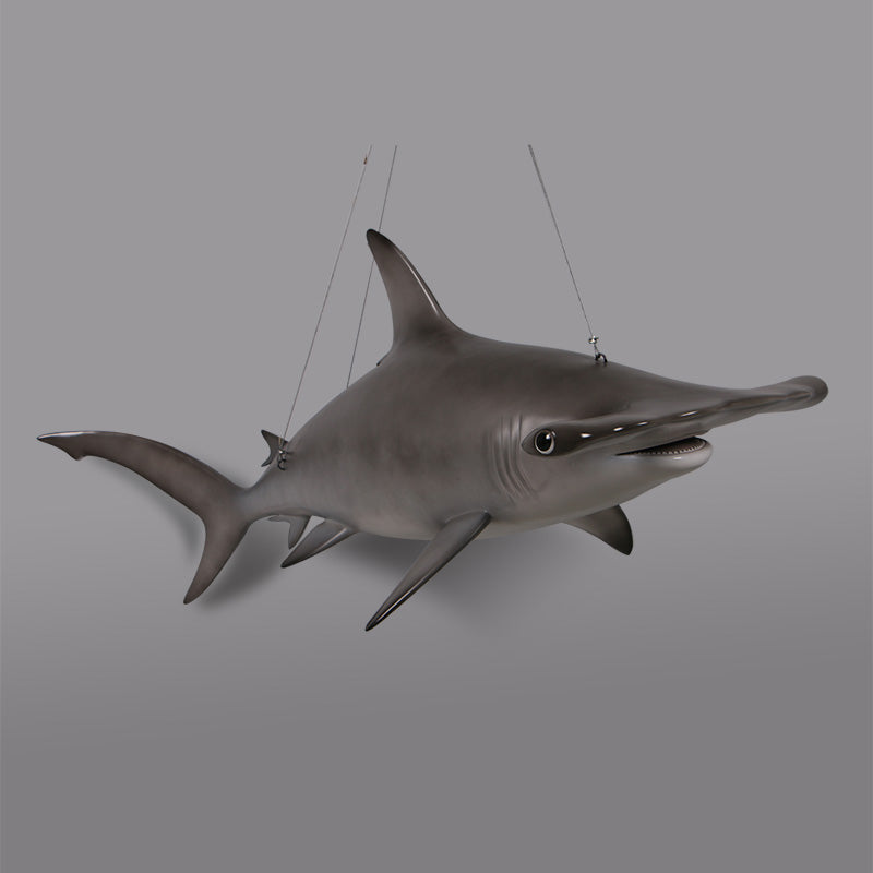 Made to Order: Scalloped Hammerhead Shark 6ft (Not in UK)