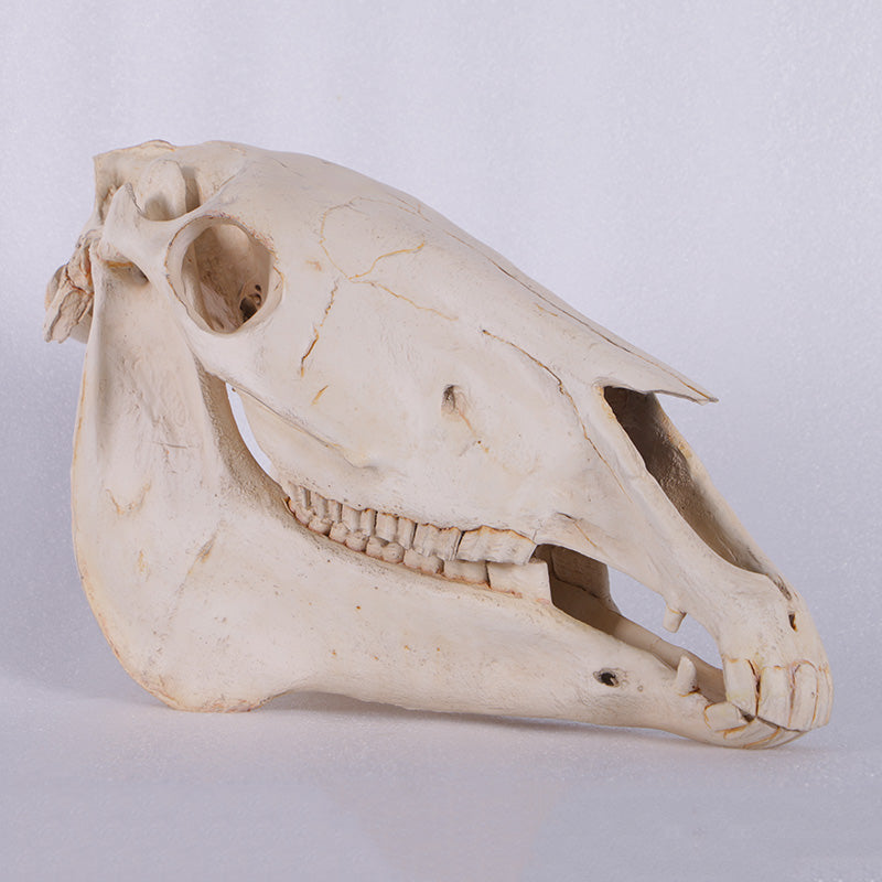 Made to Order: Horse Skull (Not in AUS/NZ)