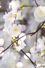 Load image into Gallery viewer, 37446-L - FLORAL LIGHTS-LARGE TREE W/288 WW LED WHITE CHERRY BLOSSOM W/ADP
