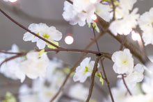 Load image into Gallery viewer, 37446-L - FLORAL LIGHTS-LARGE TREE W/288 WW LED WHITE CHERRY BLOSSOM W/ADP
