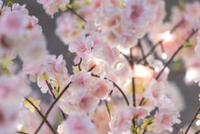 Load image into Gallery viewer, 37447-L - FLORAL LIGHTS-LARGE TREE W/288 WW LED PINK CHERRY BLOSSOM W/ADP
