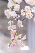 Load image into Gallery viewer, 37447-S - FLORAL LIGHTS-SMALL TREE W/66 WW LED PINK CHERRY BLOSSOM W/ADP
