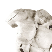 Load image into Gallery viewer, Male Torso Sculpture on Stand
