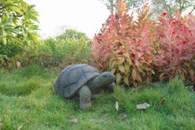 Load image into Gallery viewer, 75629-C - TURTLE 21 INCH LONG
