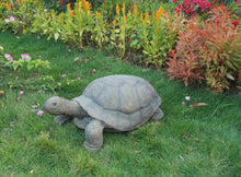 Load image into Gallery viewer, 75629-B - TURTLE - LARGE
