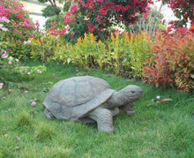 Load image into Gallery viewer, 75629-B - TURTLE - LARGE
