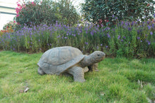 Load image into Gallery viewer, 75629-B - TURTLE - LARGE
