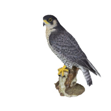 Load image into Gallery viewer, SoReal - Peregrine Falcon
