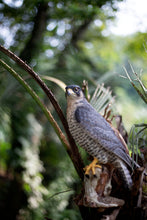 Load image into Gallery viewer, SoReal - Peregrine Falcon
