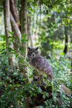 Load image into Gallery viewer, SoReal - Long Eared Owl
