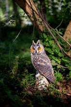 Load image into Gallery viewer, SoReal - Long Eared Owl
