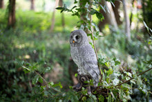 Load image into Gallery viewer, SoReal- Tawny Owl
