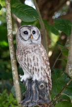 Load image into Gallery viewer, SoReal- Barred Owl
