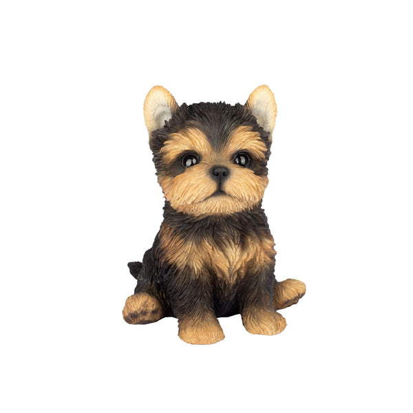 SoReal- Yorkshire terrier