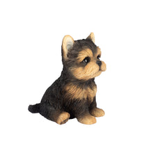 Load image into Gallery viewer, SoReal- Yorkshire terrier
