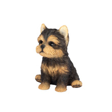 Load image into Gallery viewer, SoReal- Yorkshire terrier
