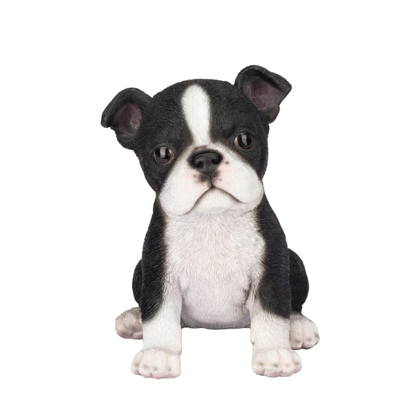 SoReal- Boston Terrier