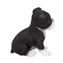 Load image into Gallery viewer, SoReal- Boston Terrier
