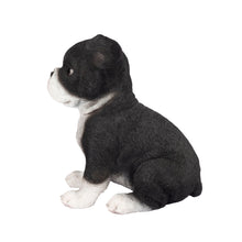 Load image into Gallery viewer, SoReal- Boston Terrier
