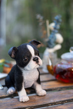 Load image into Gallery viewer, SoReal- Boston Terrier
