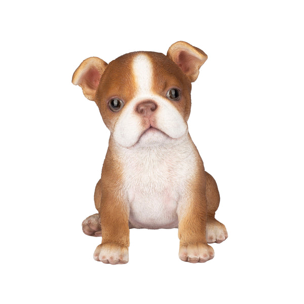 SoReal- Boston Terrier