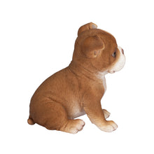 Load image into Gallery viewer, SoReal- Boston Terrier
