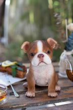 Load image into Gallery viewer, SoReal- Boston Terrier

