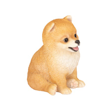 Load image into Gallery viewer, SoReal- Pomeranian
