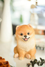 Load image into Gallery viewer, SoReal- Pomeranian
