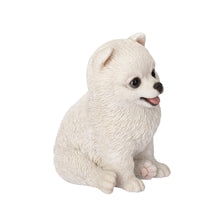 Load image into Gallery viewer, SoReal- Pomeranian
