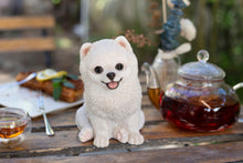 Load image into Gallery viewer, SoReal- Pomeranian
