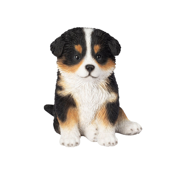 SoReal - Australian Shepherd