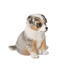 Load image into Gallery viewer, SoReal - Australian Shepherd
