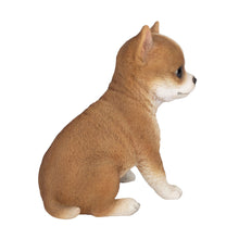 Load image into Gallery viewer, SoReal - Chihuahua
