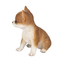 Load image into Gallery viewer, SoReal - Chihuahua
