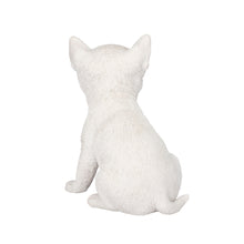 Load image into Gallery viewer, SoReal -  Chihuahua
