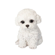 Load image into Gallery viewer, SoReal - Labradoodle
