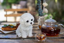 Load image into Gallery viewer, SoReal - Labradoodle
