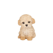 Load image into Gallery viewer, SoReal - Labradoodle
