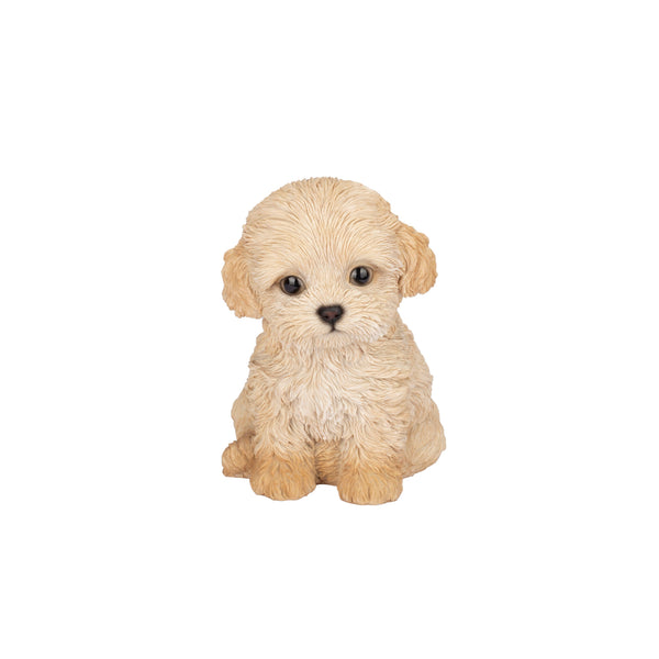 SoReal - Labradoodle