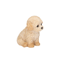 Load image into Gallery viewer, SoReal - Labradoodle
